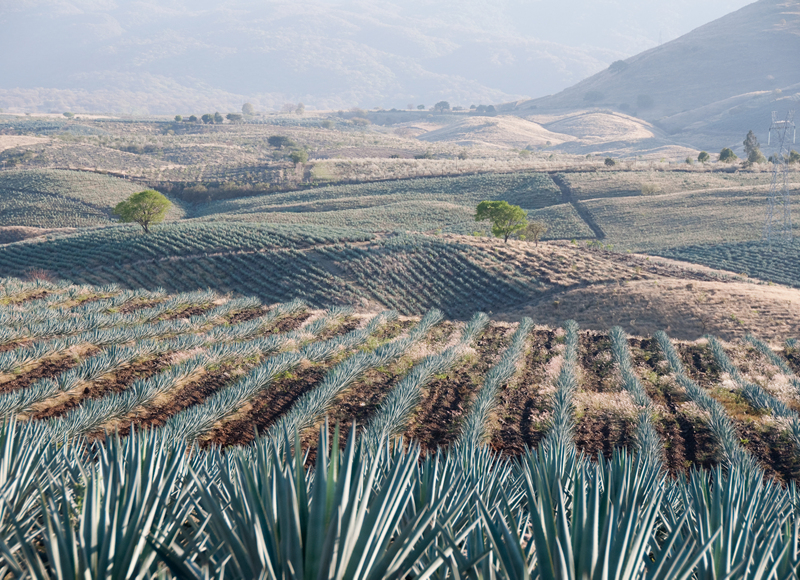 Cuna del Mariachi y del Tequila